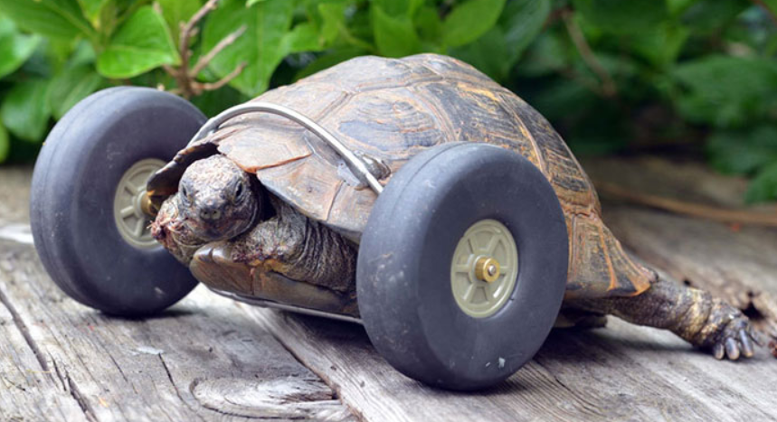Turtle with wheels for legs